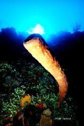Tube sponge of the wall at Half Moon Bay,Roatan.This phot... by Shawn Jackson 